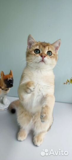 Золотые котята