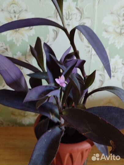 Традесканция, цветущая