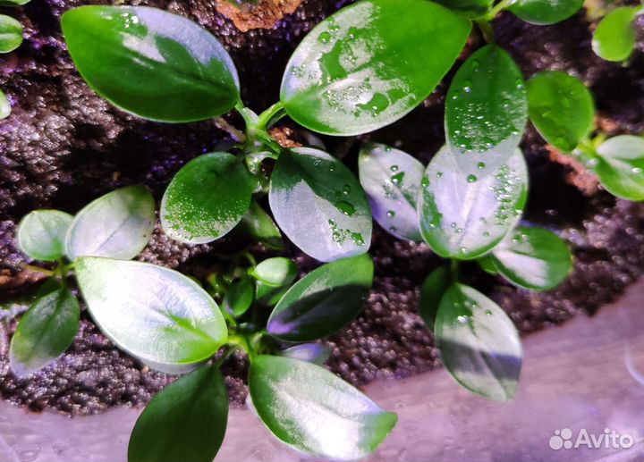 Аквариумные растения