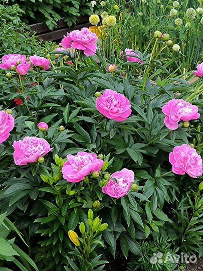 Пионы букет срез