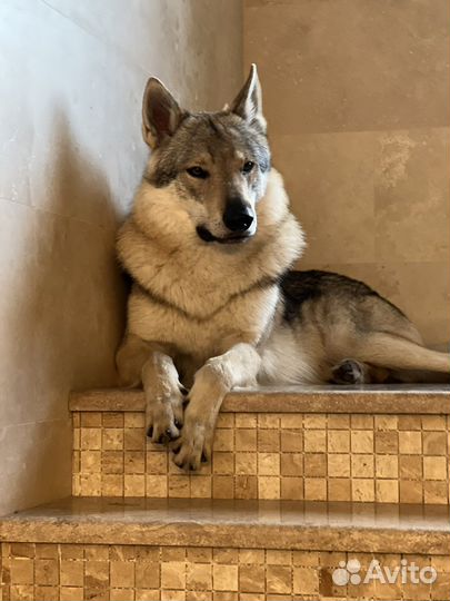 Щенки Чехословацкой Волчьей собаки/ Влчака