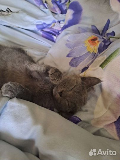 Отдам в добрые руки