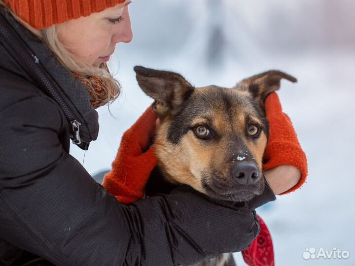 Интеллигентный Джой ищет семью
