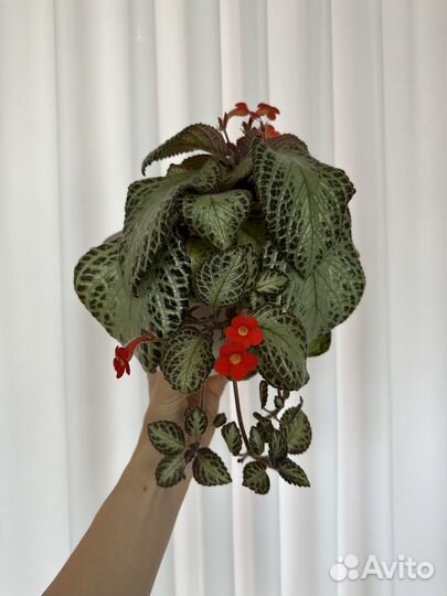 Эписция, Пеларгония