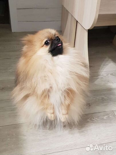 Мини шпиц вязка