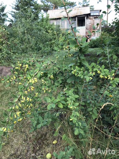 Саженцы дуба и др