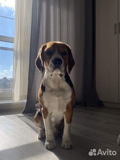 Вязка кобеля бигль