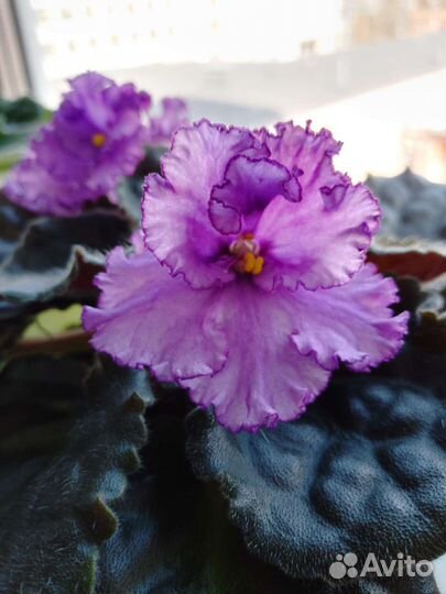 Продам детки фиалок махровых