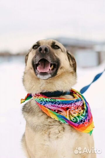 Не все собаки попадают в рай