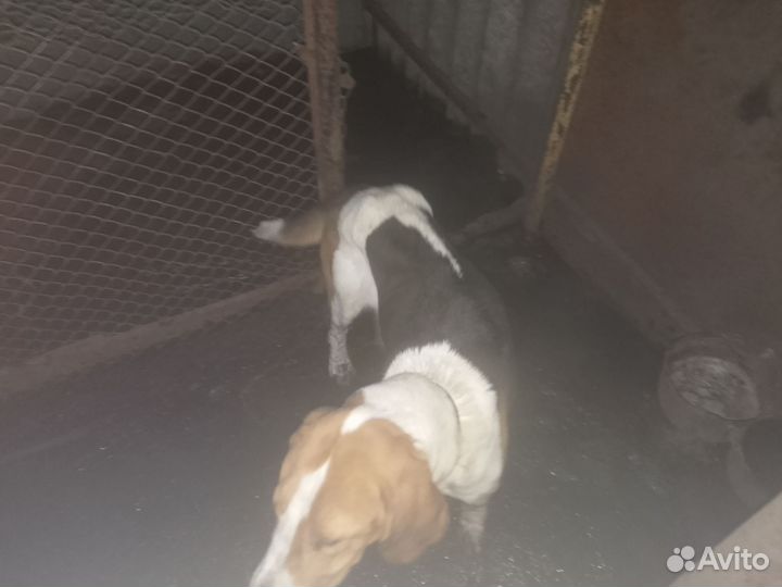 Русская пегая гончая