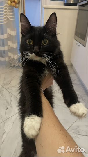 Молодой котик