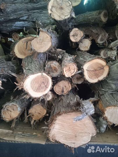 Стволы кавказского можжевельника