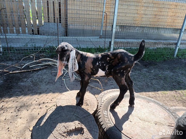 Бычок, козлята 50% камори, козочка