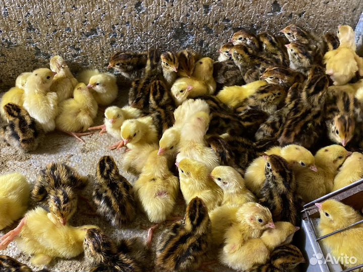 Суточные перепела