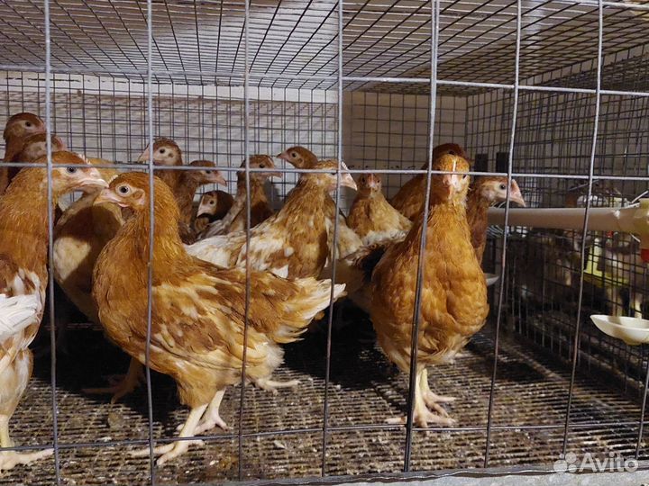 Куры несушки