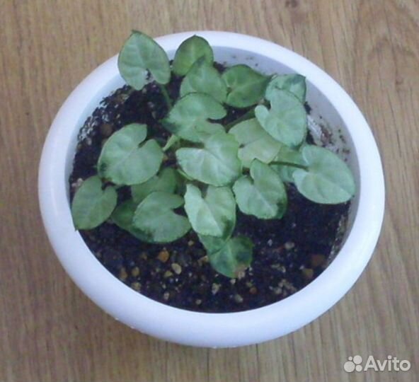 Комнатные растения цветы Сингониумы