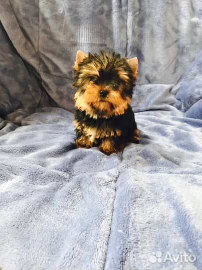 Йоркширский терьер