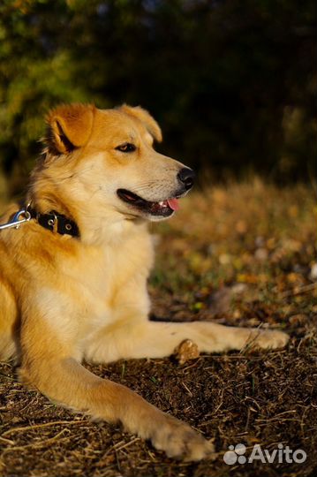 Собака Рыжуля