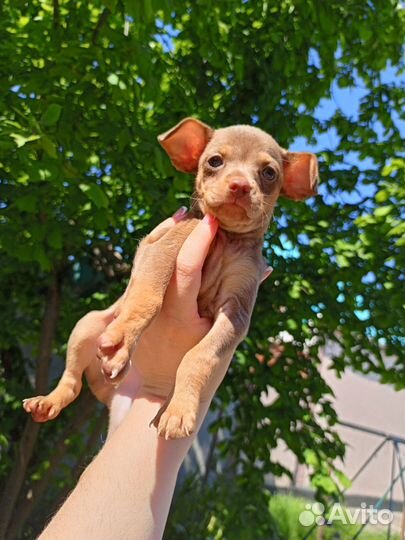 Той терьер (стандарт)