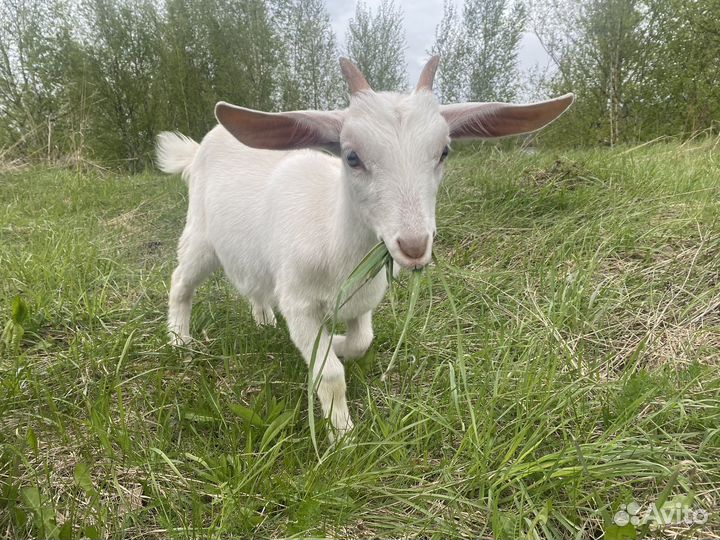 Козлята нубийской породы