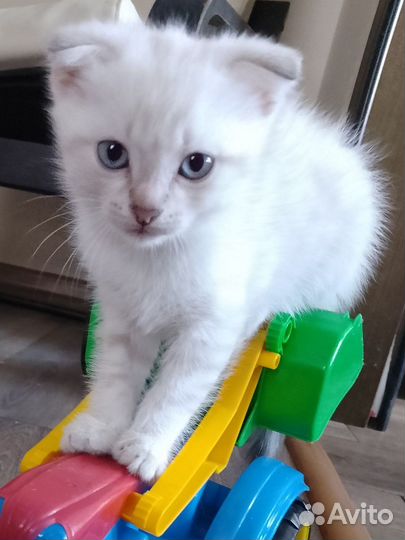 Крохи котики шотландцы