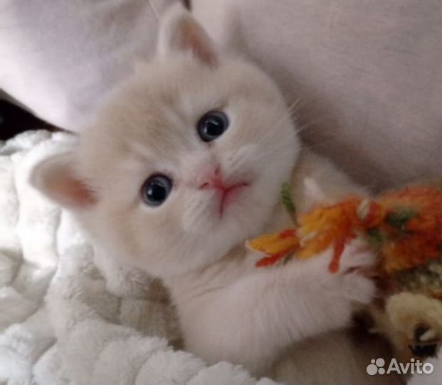 Кошки и котята