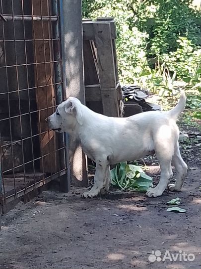 Среднеазиатская овчарка