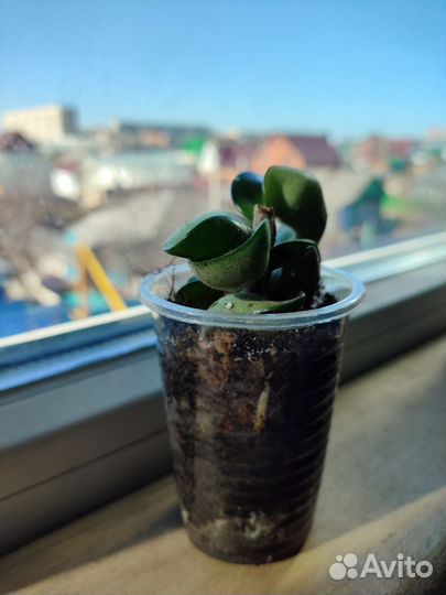 Хойя компакта