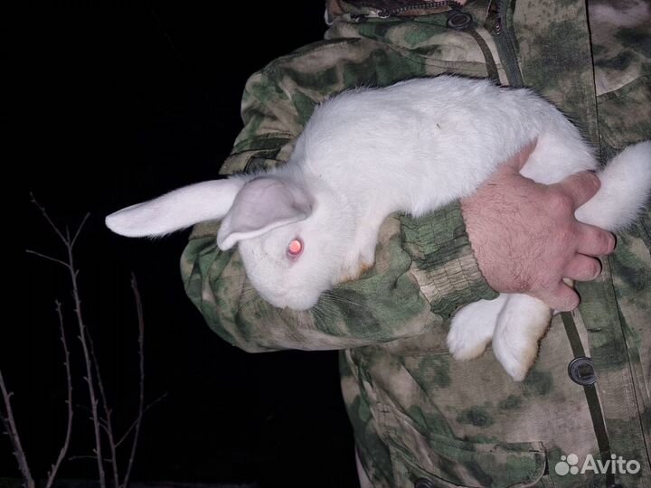 Кролик белый панон продажа
