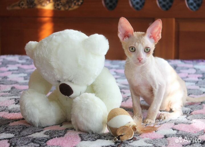 Мальчик, носитель разноглазия