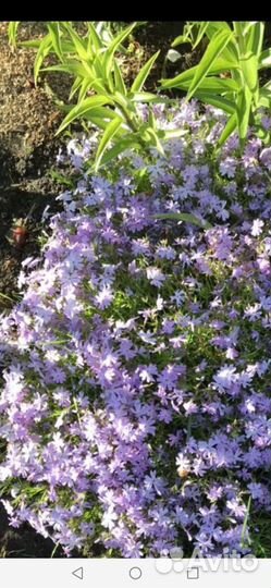 Многолетние теневыносливые, почвопокровные цветы