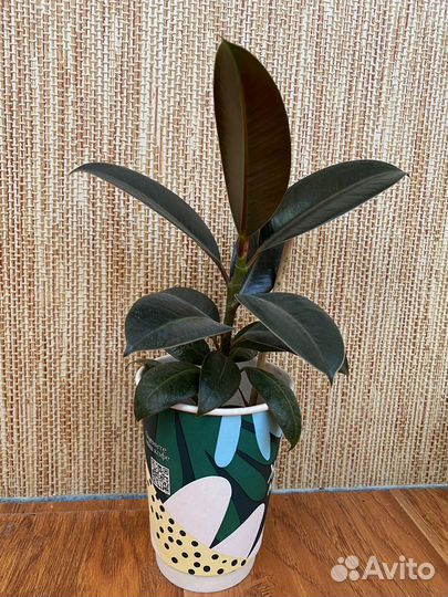 Фикус бенджамина и другие