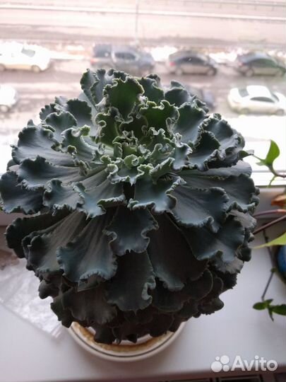 Кактусы и суккуленты, Алоэ, Золотой Ус