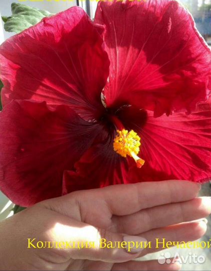 Сортовые гибискусы