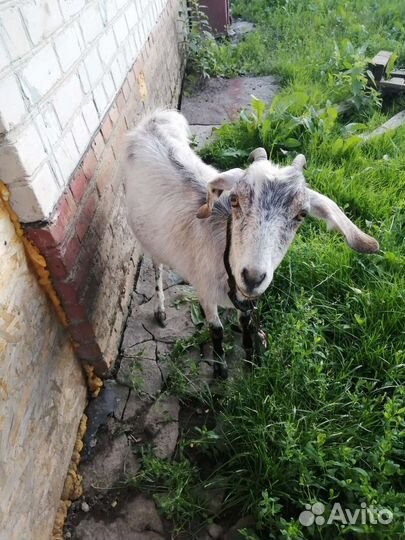 Нубийские козы