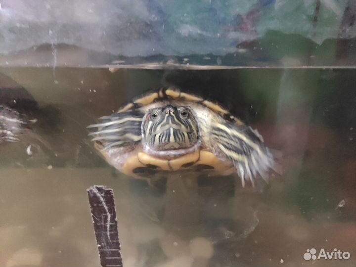 Две красноухие черепахи в добрые руки