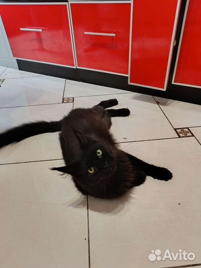 Домашние животные кошки