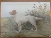 Охотничья собака. Антикварная литография. 19 век