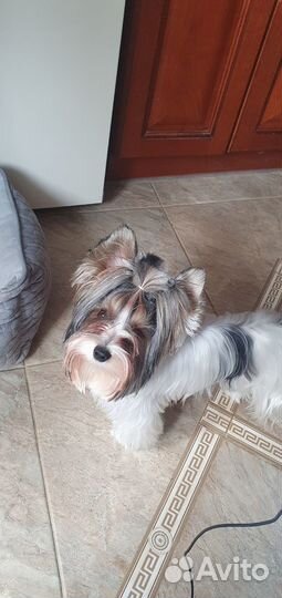 Бивер Йорк вязка