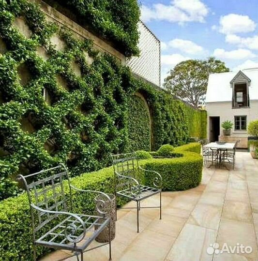 Плющ вечнозелёный, декоративный