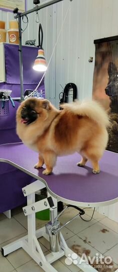 Продам щенят Шпицов