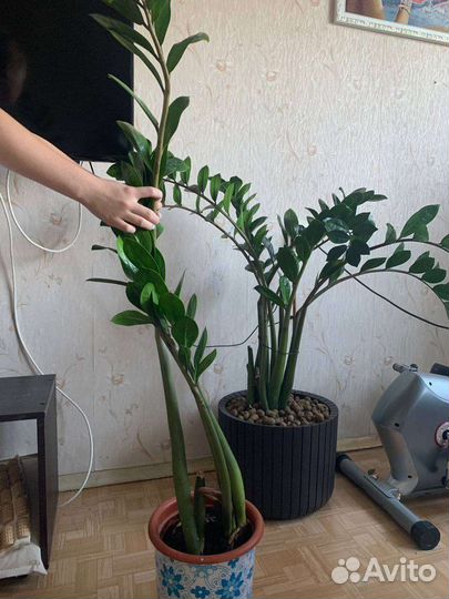 Замиокулькас