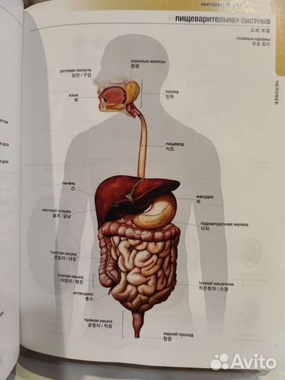 Русско-корейский корейско-русский словарь