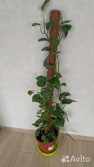 Эпипремнум, калатея и др