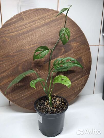 Монстера Адансона