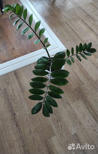 Замиокулькас