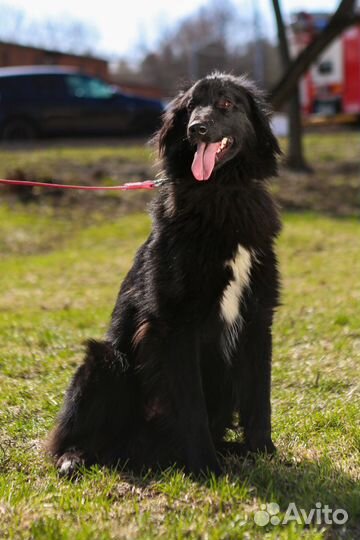 Шикарный черный пес Пушкин ждет семью