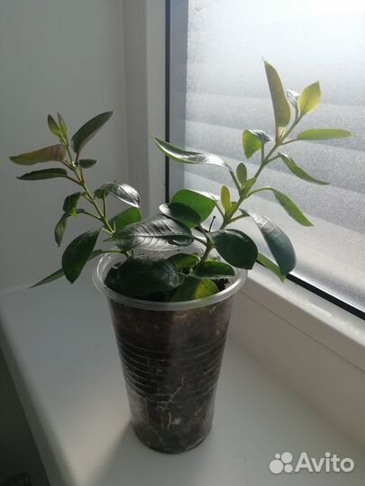 Дипладения