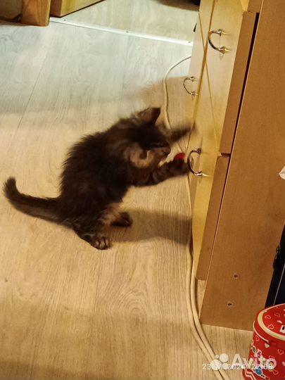 Котёнок от мраморной кошки