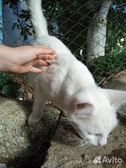 Бедная кошечка